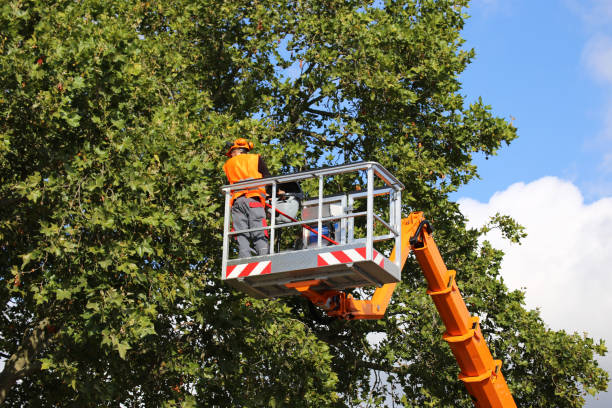 Professional Tree Removal and Landscaping Services in Ashland, VA